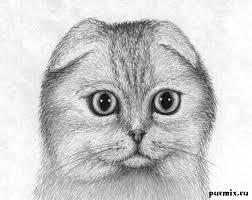 Грустная кошка